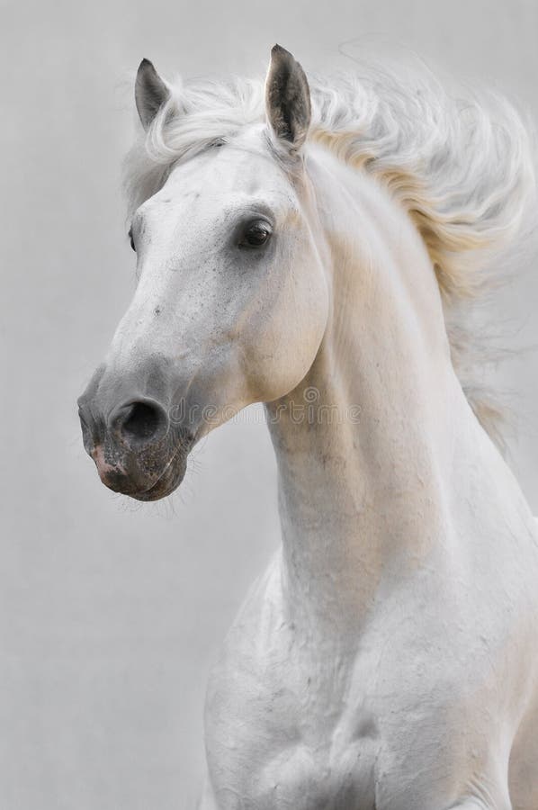 Stallion del cavallo bianco su priorità bassa grigia