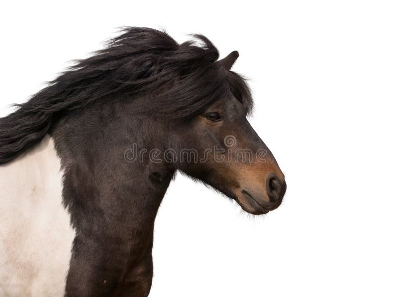 Stallion galoppante del cavallino isolato su bianco immagine stock libera da diritti Stallion galoppante del cavallino isolato su bianco immagine stock libera da diritti