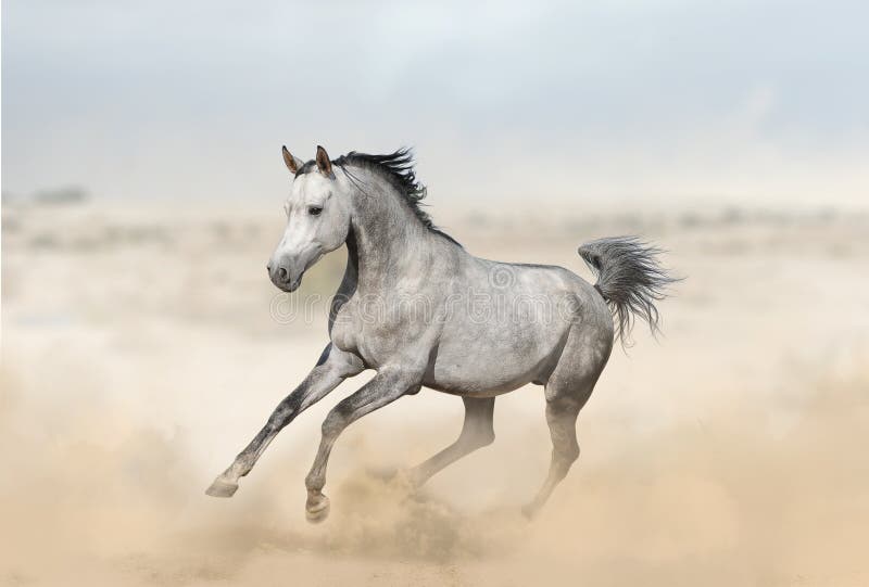 Stallone arabo grigio in deserto immagine stock libera da diritti Stallone arabo grigio in deserto immagine stock libera da diritti