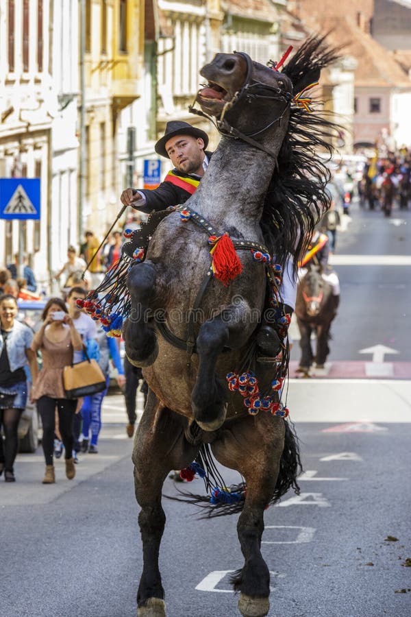 Stallone che si eleva con il cavaliere in Brasov, Romania immagini stock Stallone che si eleva con il cavaliere in Brasov, Romania immagini stock