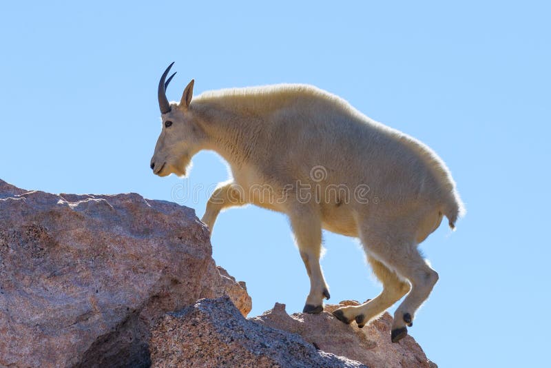 Stambecchi selvaggi che vivono sui picchi di montagna di Colorado fotografia stock libera da diritti Stambecchi selvaggi che vivono sui picchi di montagna di Colorado fotografia stock libera da diritti