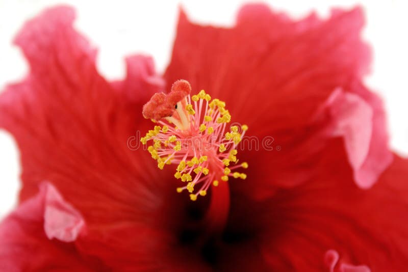 Stamen of Hibiscus 1 stock image. Image of striking, stunning 2837581