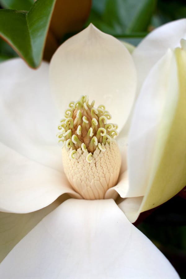 Stamen Magnoliowy Drzewny kwiat zdjęcia stock