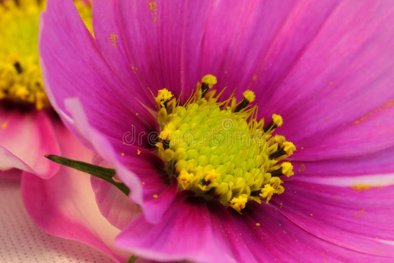 Stamen and Pistil of Flower of Liverleaf in Spring Stock Image Image