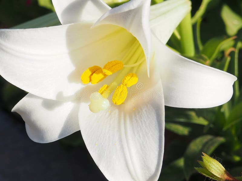 Stamen and pistil of white flower Lilium candidum Madonna Lily close up