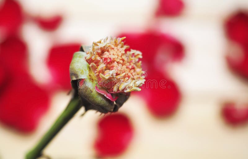 Pistil Stamen Rose stock image. Image of floral, flower 5622859