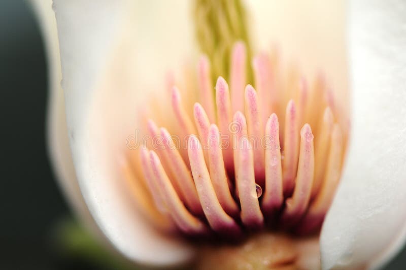 Stamen of white magnolia flower. The macroshot of the stamen of white magnolia flower with waterdrops stock photo Stamen of white magnolia flower. The macroshot of the stamen of white magnolia flower with waterdrops stock photo