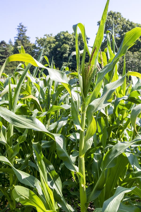Stamen or young corn stock photo. Image of corn, nature 255056858