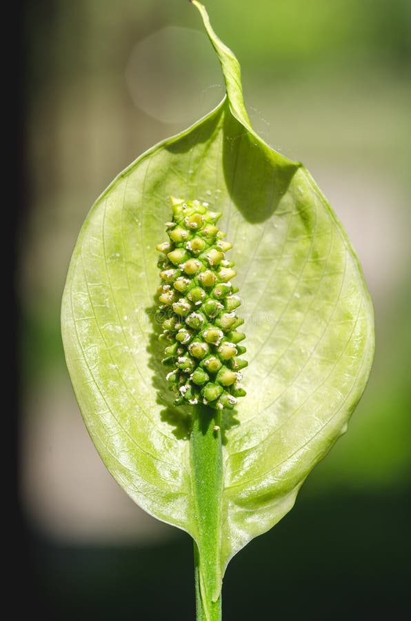 Stamens verts de fleur d'Araceae de Spathiphyllum ou de lis de paix sur la fin de jour ensoleillé avec le foyer sélectif photo libre de droits Stamens verts de fleur d'Araceae de Spathiphyllum ou de lis de paix sur la fin de jour ensoleillé avec le foyer sélectif photo libre de droits