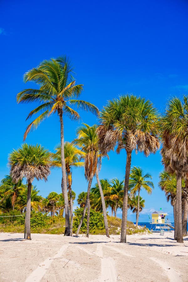 Stamfotavtryck. Tropisk palmstrand Miami royaltyfri fotografi