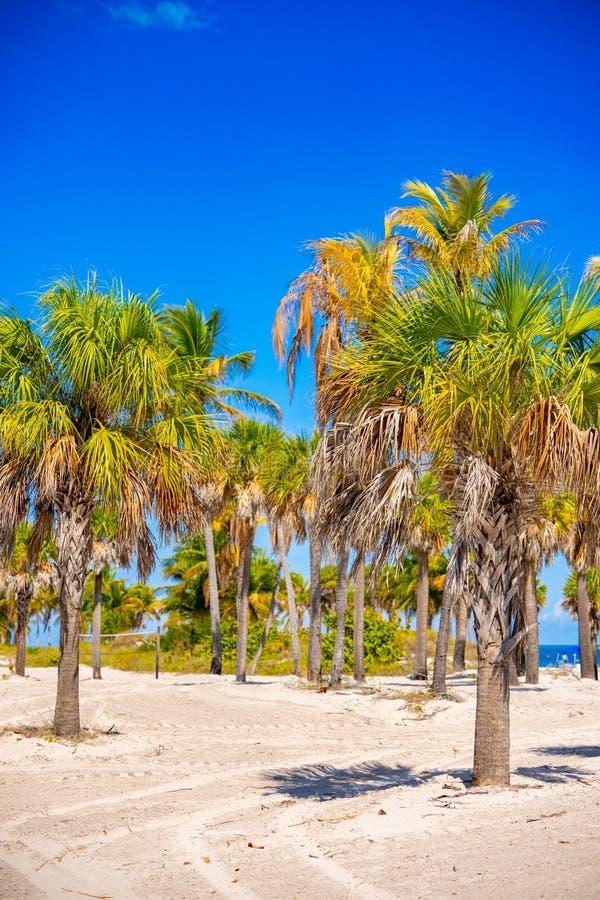 Stamfotavtryck. Tropisk palmstrand Miami fotografering för bildbyråer