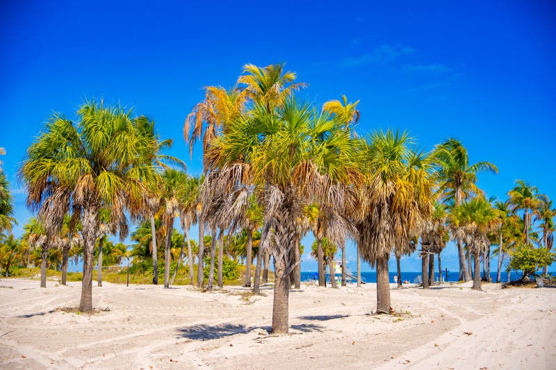 Stamfotavtryck. Tropisk palmstrand Miami arkivfoton