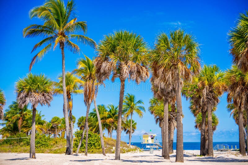 Stamfotavtryck. Tropisk palmstrand Miami royaltyfri bild