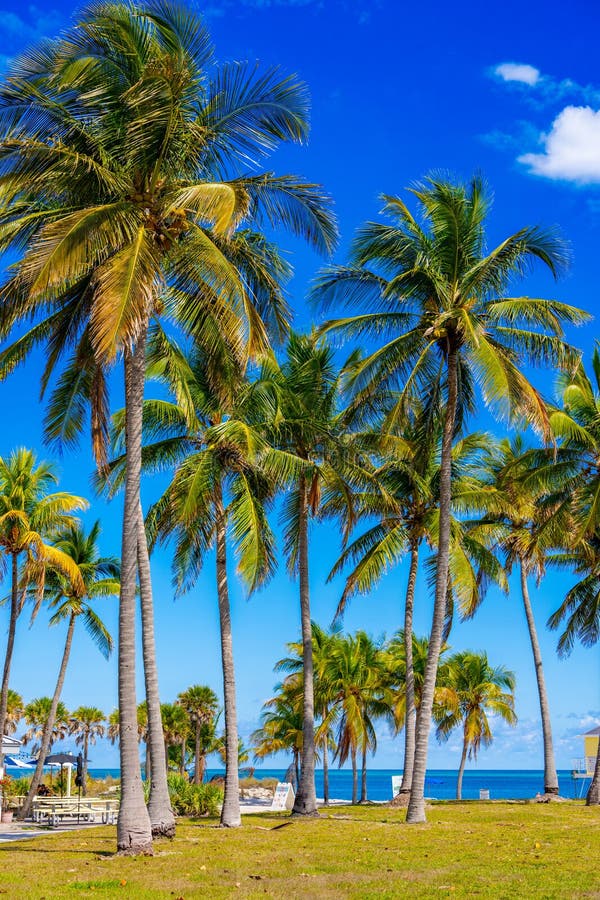 Stamfotavtryck. Tropisk palmstrand Miami royaltyfria foton