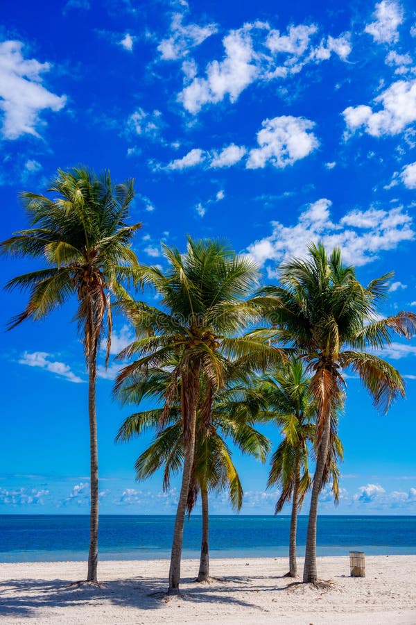 Stamfotavtryck. Tropisk palmstrand Miami royaltyfria bilder