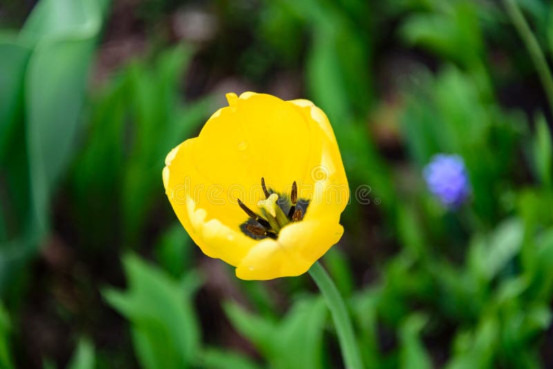 Stami dentro il tulipano giallo immagini stock Stami dentro il tulipano giallo immagini stock