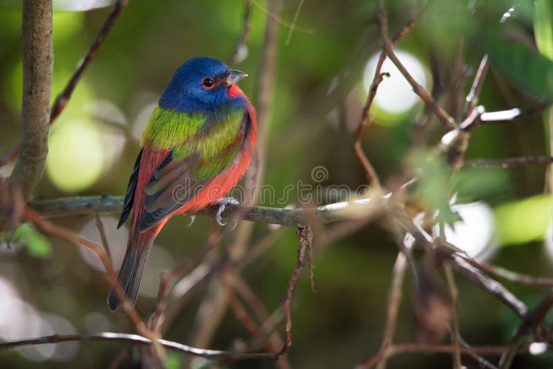 Stamina dipinta a Merritt Island National Wildlife Refuge, Florida fotografia stock libera da diritti Stamina dipinta a Merritt Island National Wildlife Refuge, Florida fotografia stock libera da diritti
