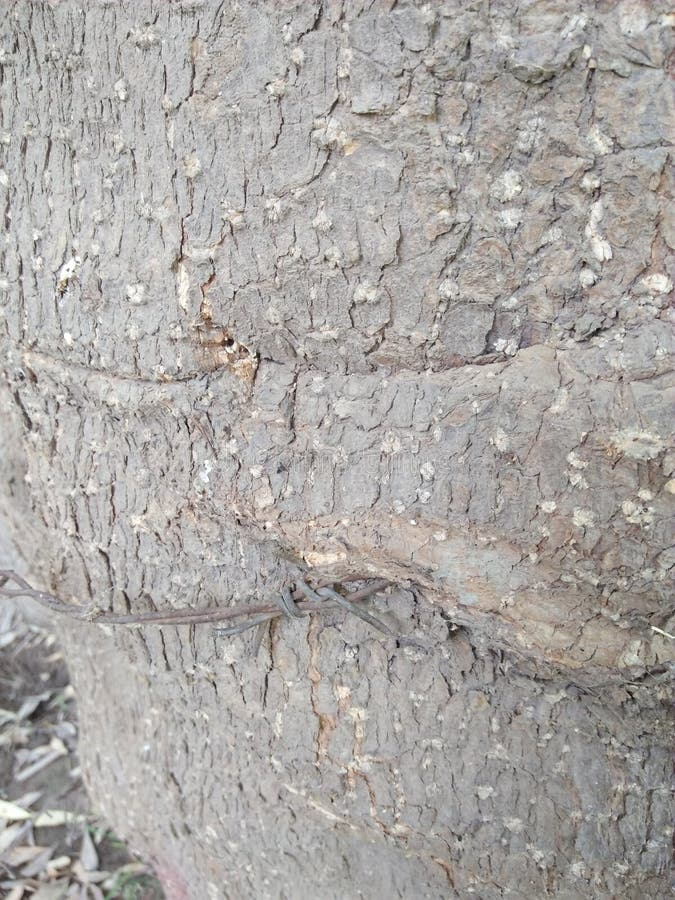 STAMM, BLÄTTER, PLANTAGE, CEIBA BAUMWOLLsilk BAUM-/CEIBA PENTANDRA/BOMBAX lizenzfreie stockfotos STAMM, BLÄTTER, PLANTAGE, CEIBA BAUMWOLLsilk BAUM-/CEIBA PENTANDRA/BOMBAX lizenzfreie stockfotos