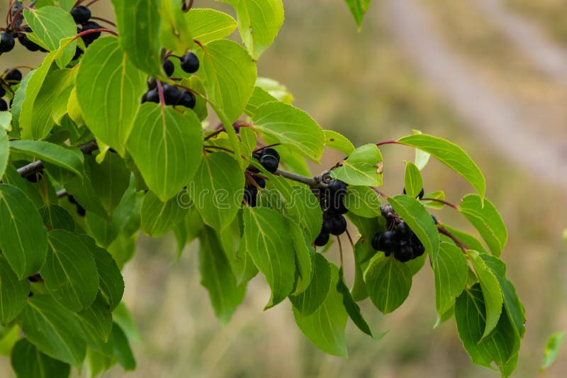 Stamm Der Gemeinsamen Und in frucht: Beeren Schwarze von Heller Bild Stockbild Schöner Der Blick Nä Blätter Grüne Buckthorn-Rhamnus-Kathartica Im Herbst. herbst, Auf 276748299 