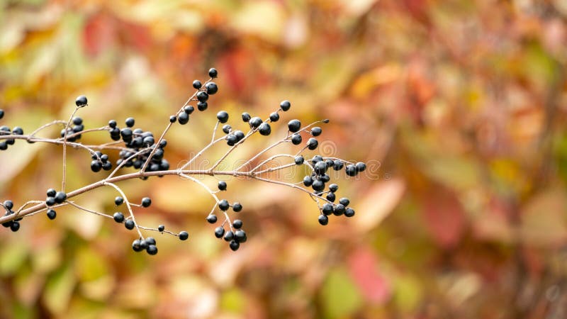 Stamm Mit Blauen Beeren Und Hintergrund, Bild Enthüllt von Seinem Dem frucht: 199487344 Die Ziemlich - Ein botanik, Mehrfarbiges Laub Stockfoto