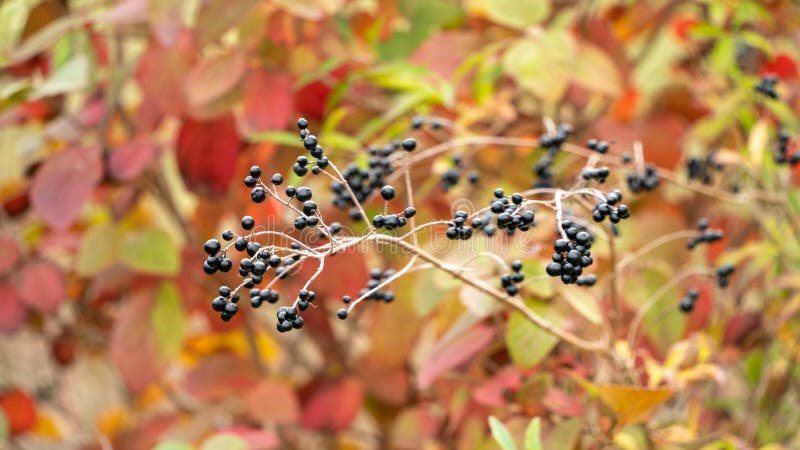 Stamm Mit Blauen Beeren Und Seinem Dem Hintergrund, Die Ein Ziemlich  Mehrfarbiges Laub Enthüllt Stockfoto - Bild von botanik, frucht: 199487344