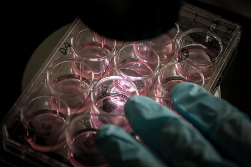 Stammzelle-Kultur in einem Labor