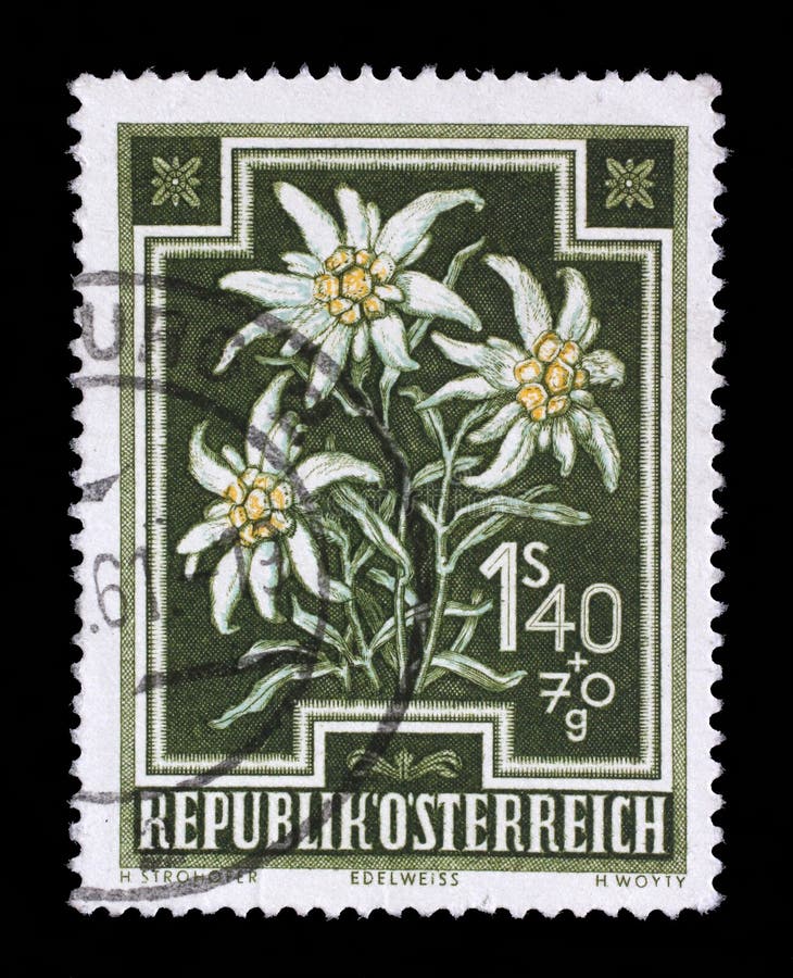 Stamp Printed by Austria, Shows Edelweiss Leontopodium Alpinum ...