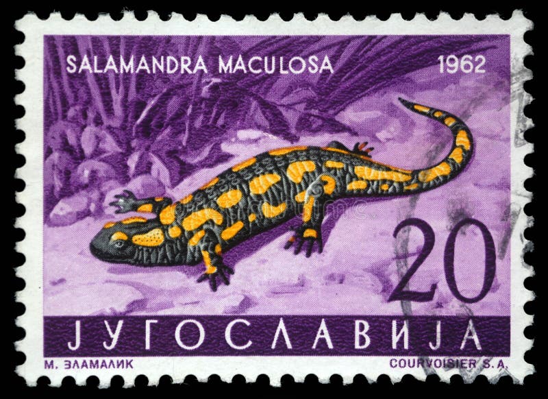 Stamp printed in Yugoslavia shows the Salamander stock photos Stamp printed in Yugoslavia shows the Salamander stock photos
