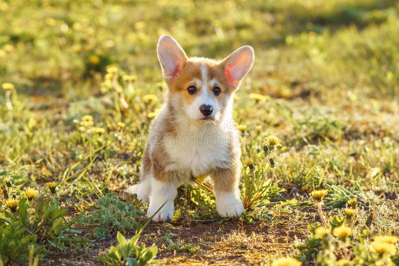 Adorable red and white colored Pembroke Welsh Corgi puppy standing on green lawn around yellow flowers. Small and wooly pet walking outdoor on shiny day. Adorable red and white colored Pembroke Welsh Corgi puppy standing on green lawn around yellow flowers. Small and wooly pet walking outdoor on shiny day.