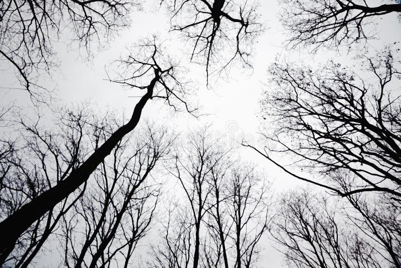 Stand of leafless trees in silhoutte