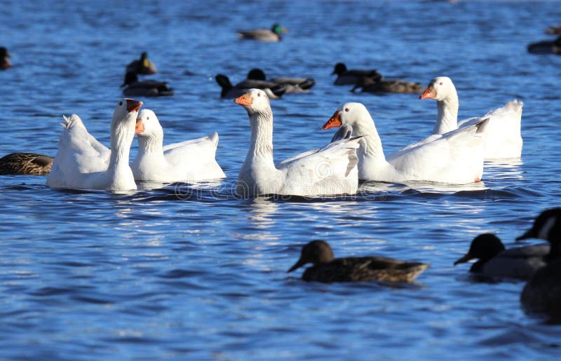 Rebano de blanco gansos convertirse afuera la multitud de oscuro Pato salvaje patos sobre el.