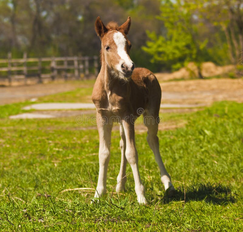 Stand rouge de poney de poulain image libre de droits Stand rouge de poney de poulain image libre de droits