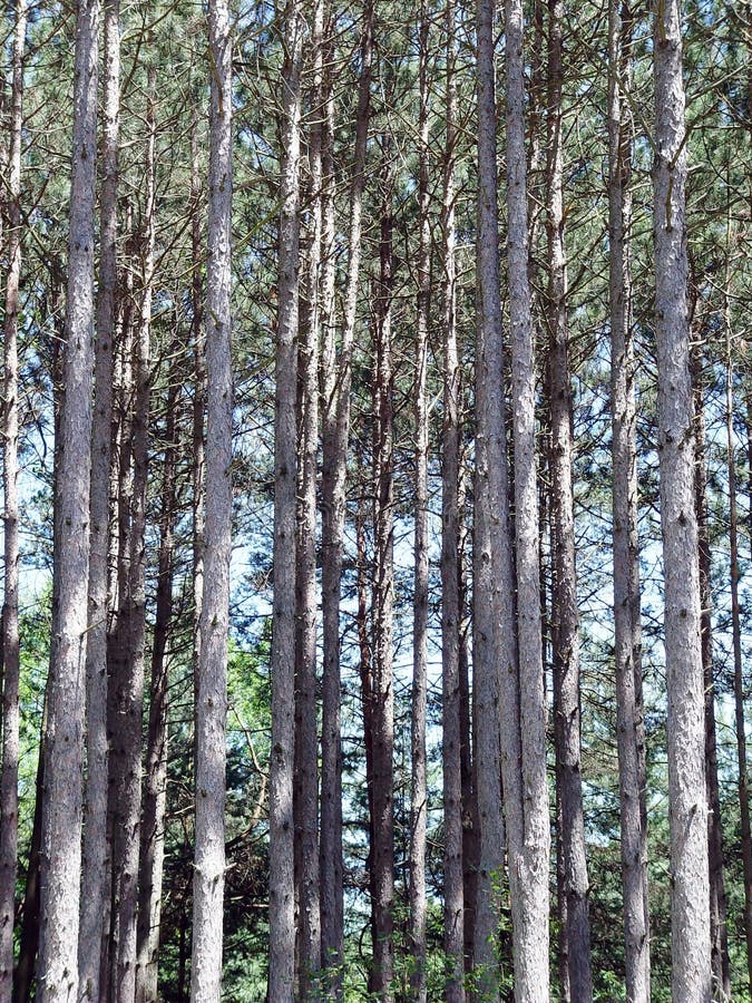 Stand of Trees stock photo. Image of early, light, filtered 858896
