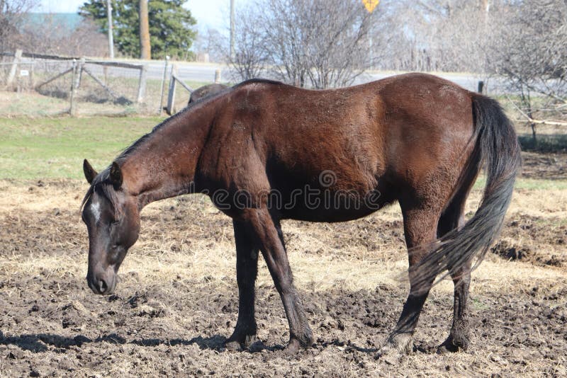 A beautiful standard bred horse . Brown , black mane , forelock and tail.