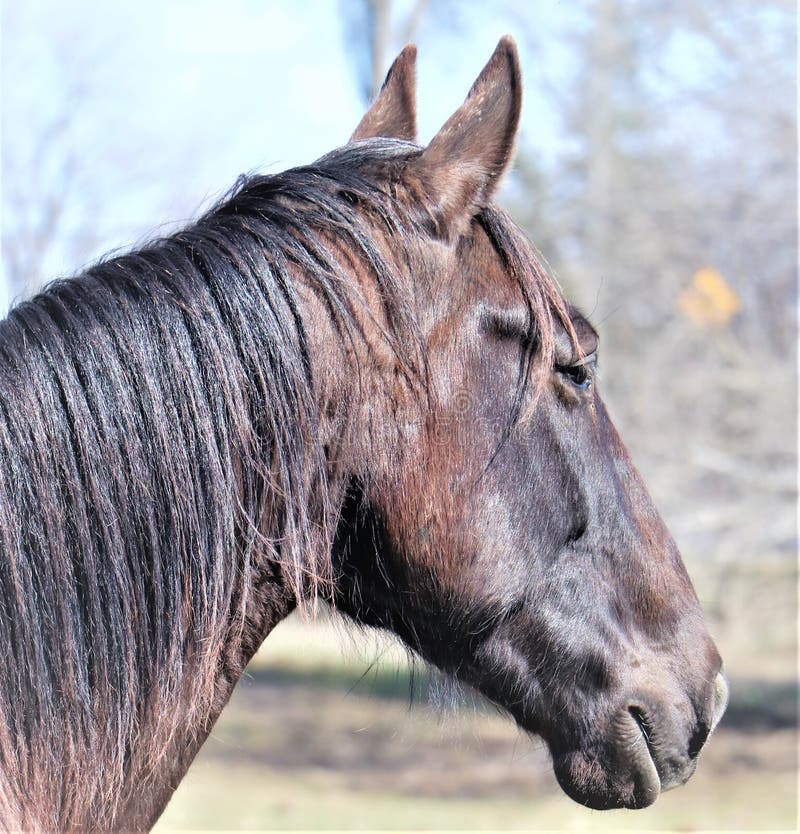 A beautiful standard bred horse . Chestnut, black mane , forelock and tail.