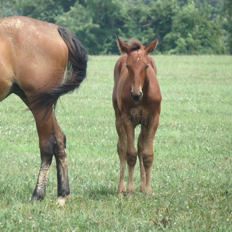 Standard bred horse and foal in a grass pasture on a hot day.