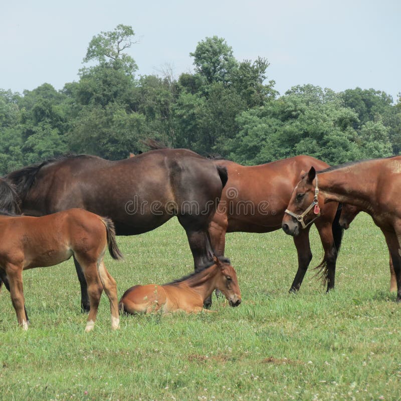 Standard bred horses and foals in a grass pasture on a hot day.