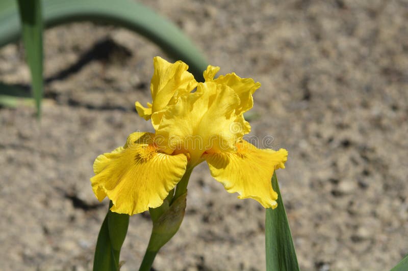 Standard Dwarf Bearded Iris Orange Caper Stock Photo Image of caper