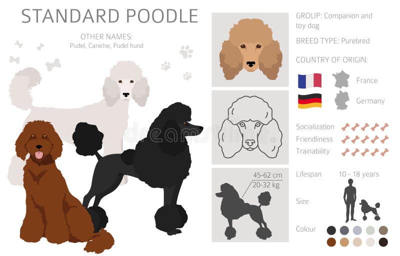 Standard Poodle Clipart. Different Poses, Coat Colors Set Stock Vector