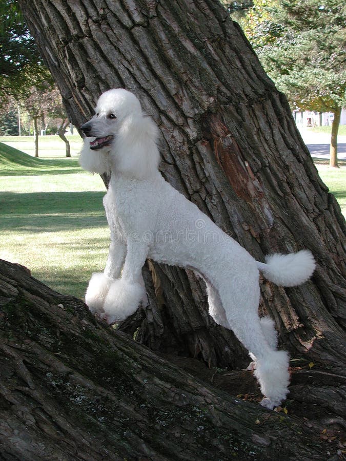 Standard Poodle in tree royalty free stock image