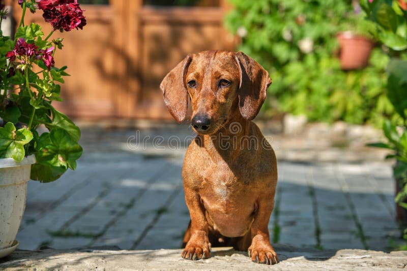 standard smooth haired dachshund