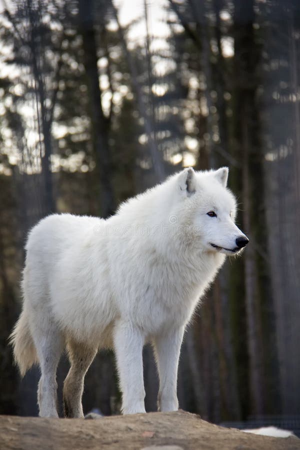 arctic wolf water arctic wolf water