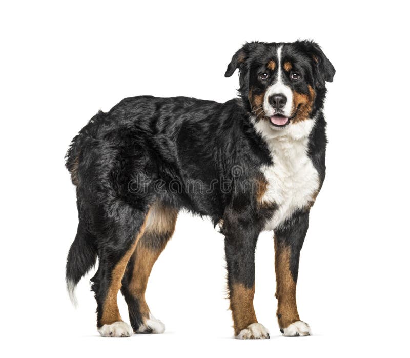 Cute dog image profile dp for profile picture - Photo #2084 - PNG Wala -  Photo And PNG 100% Free Stock Images