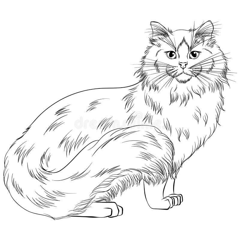 Ragdoll Cat Stock Illustrations – 376 Ragdoll Cat Stock Illustrations