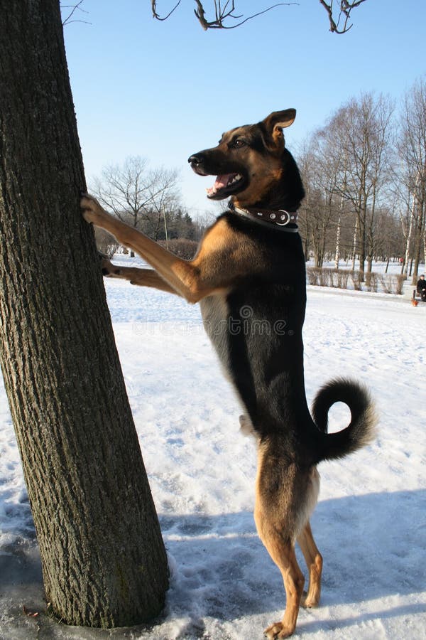 Standing dog stock photo. Image of park, vertical, portrait 11750018