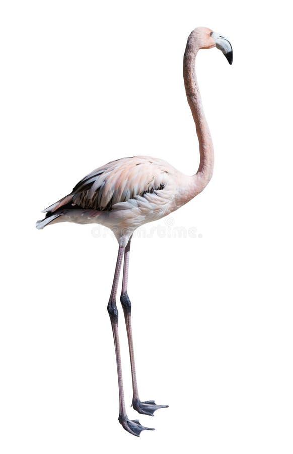 Standing flamingo. Isolated over white