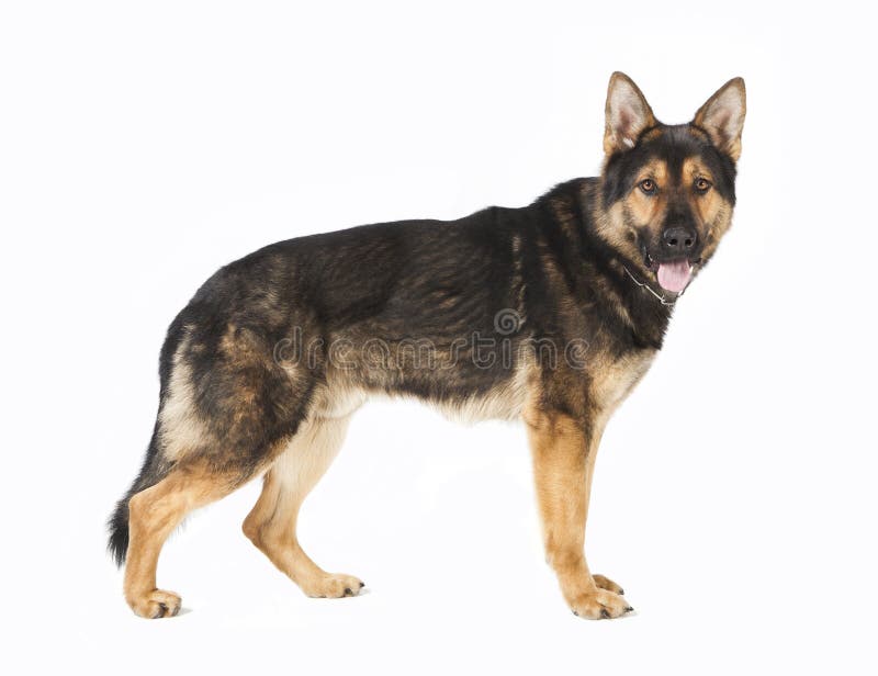 Standing German Shepherd Dog Stock Image - Image of tongue, studio ...