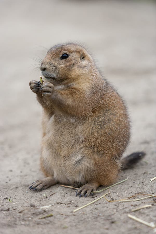 Standing groundhog