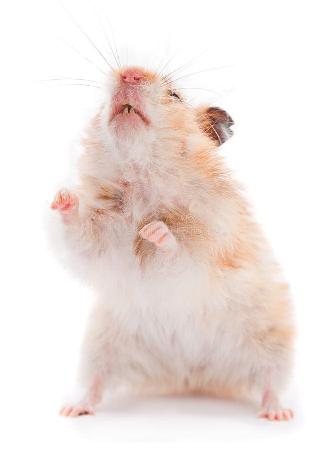 Standing hamster stock image. Image of pets, animal, whisker 30079219
