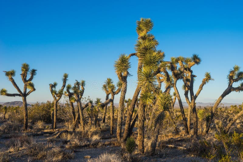 Standing Joshua Trees in Mojave Stock Photo - Image of sand, california ...